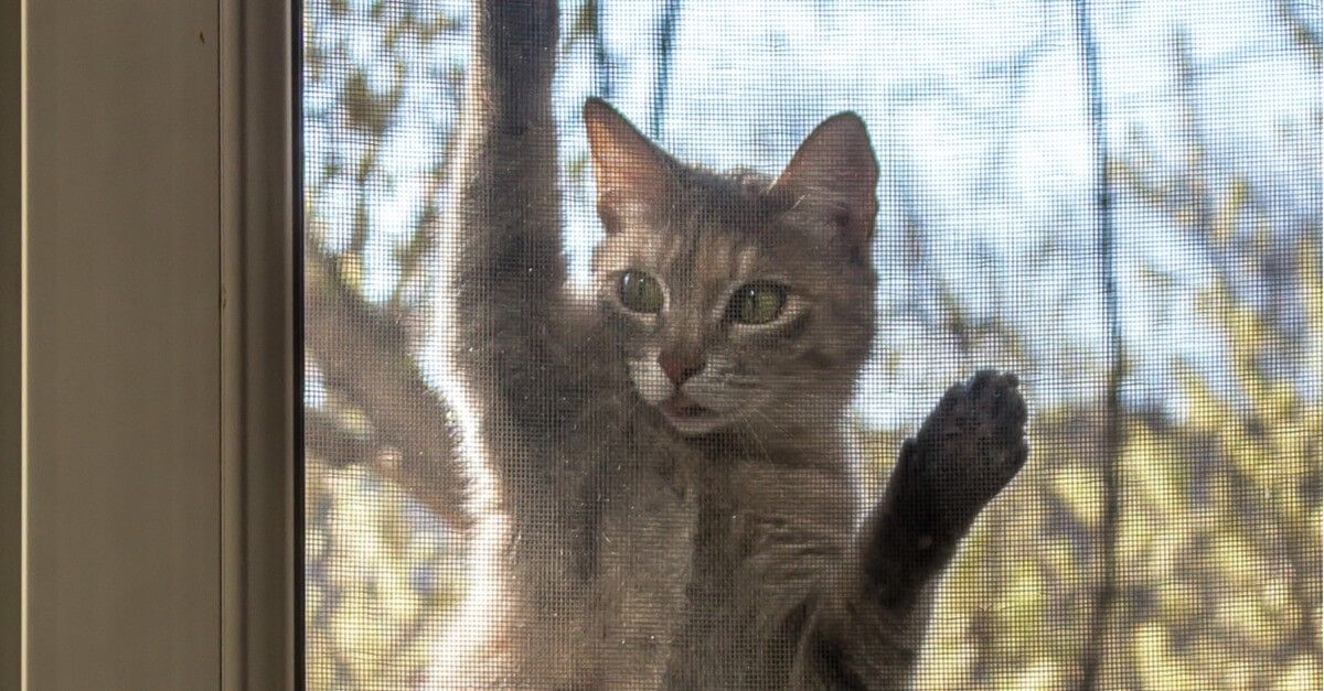 ¿Cómo detener las peleas de tu gato con otros gatos del